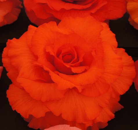 B. ‘Alexandria’